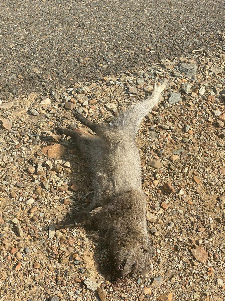 طريق حقو فيفاء ذلك الشريان الذي يشقّ الجبال
يحمل في طيّاته جمال الطبيعة وقسوة الإهمال
ففي جنباته تعيش كائنات برية بريئة ، اعتادت على
هدوء الليل وسكينة المكان حتى أصبحت أضواء
المركبات وصخبها تهديدًا دائمًا لحياتها.
على هذا الطريق ، لا تُدهس مجرد أجساد صغيرة
بل تُفقد أرواحٌ كانت