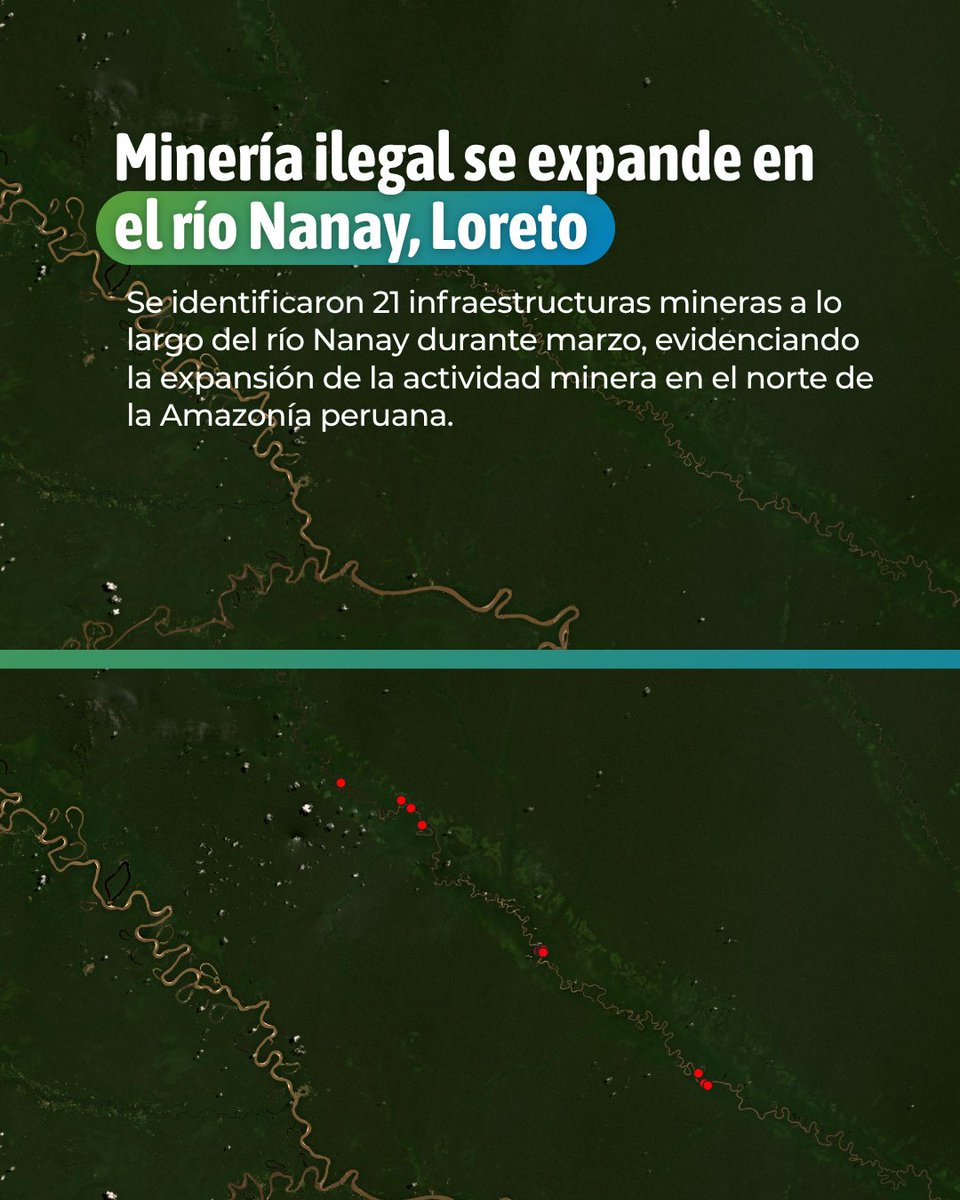 Conservación Amazónica - ACCA tweet media