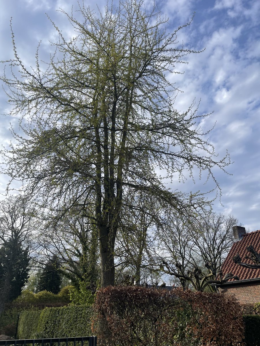 roelzanders's tweet photo. Welke boom is dit? In de zomer en najaar vallen ee vruchtjes van af. Beetje roze/geel. #durftevragen #boom #tuin #boomverzorging @SalixBoomzorg #snoeien https://t.co/2Imnxt0vAT