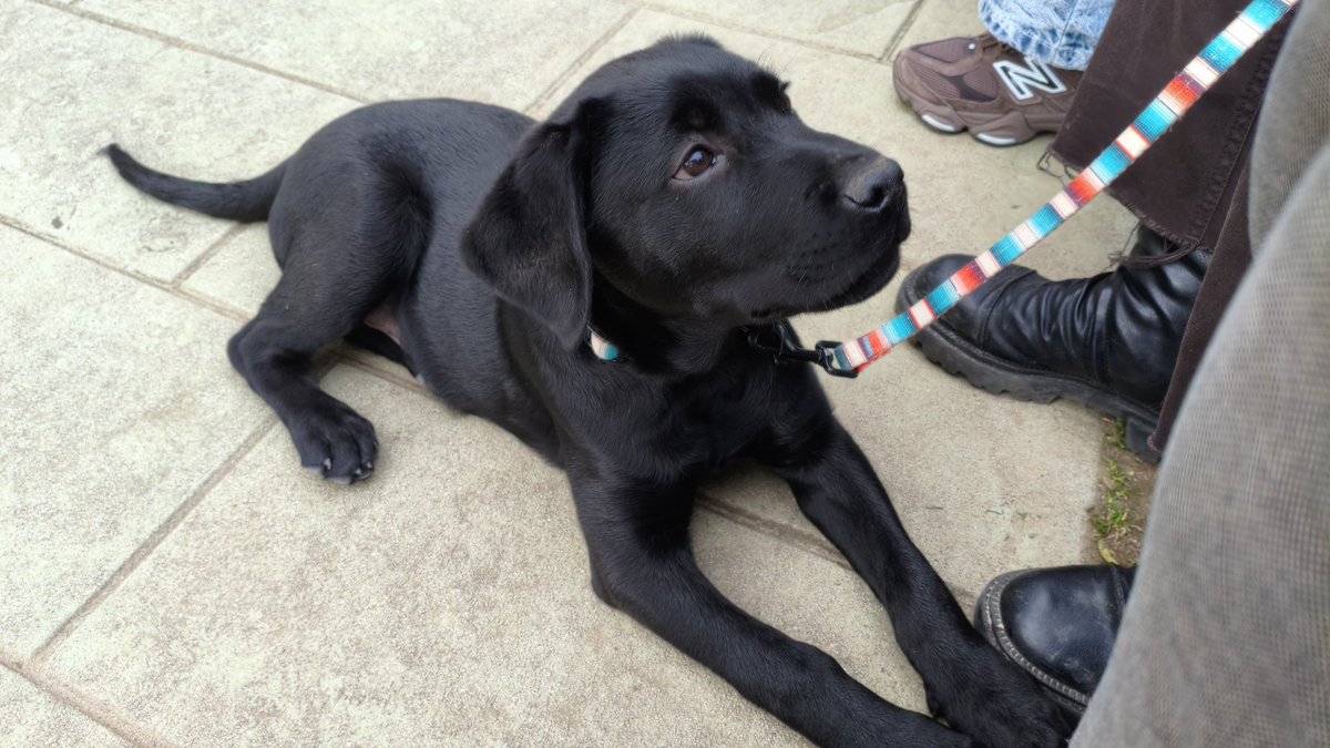 Chromy {Model Reveal!} 🦋🌈 ~ tweet media