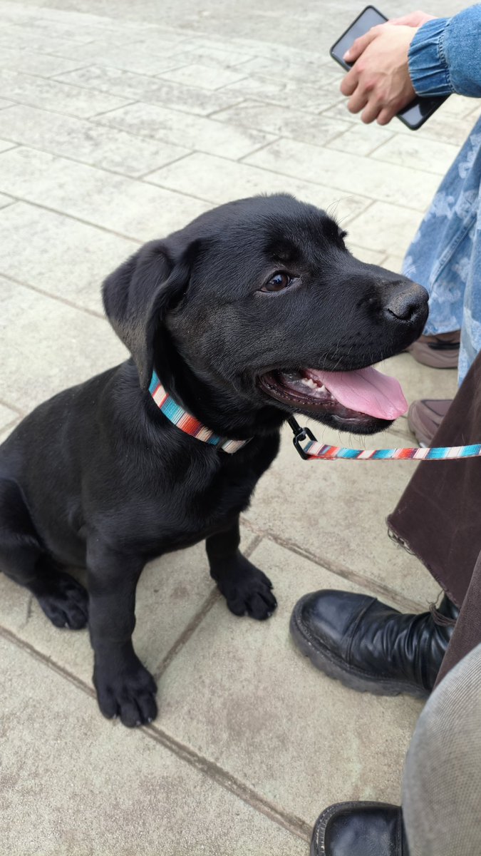 Chromy {Model Reveal!} 🦋🌈 ~ tweet media