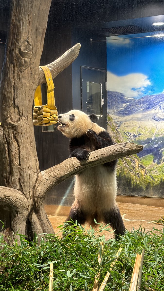 panda_xiang_xiang tweet media