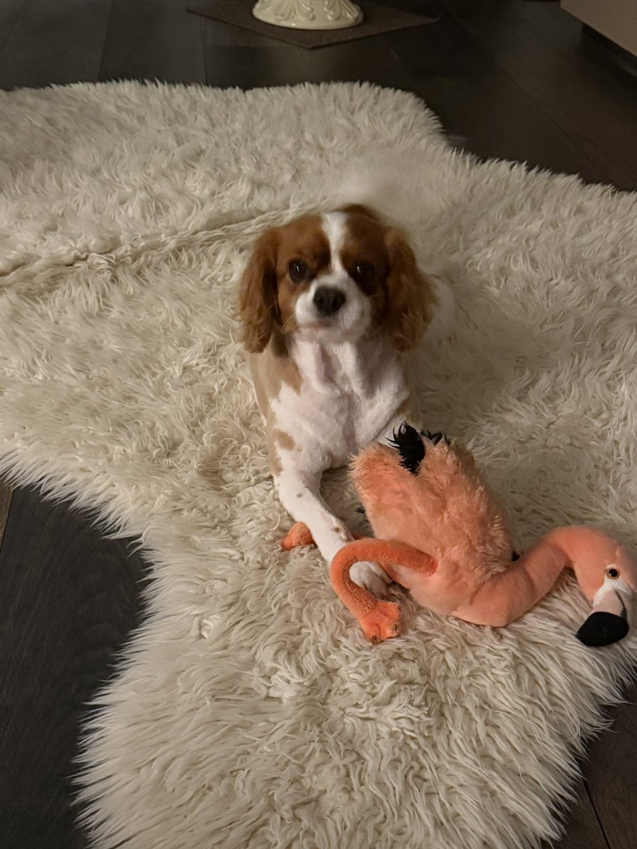 Selin Nasi tweet media