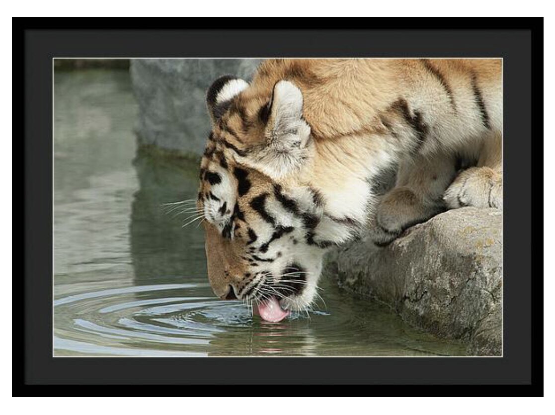 Shonna Hawkins Photography tweet media