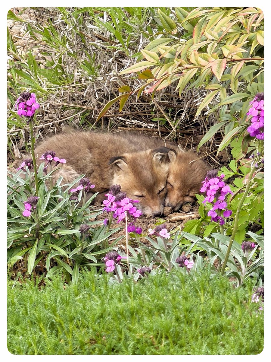 BURAK ISIK tweet media