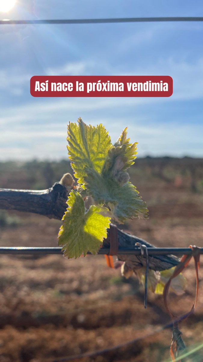 VinosCLM MEDIA tweet media