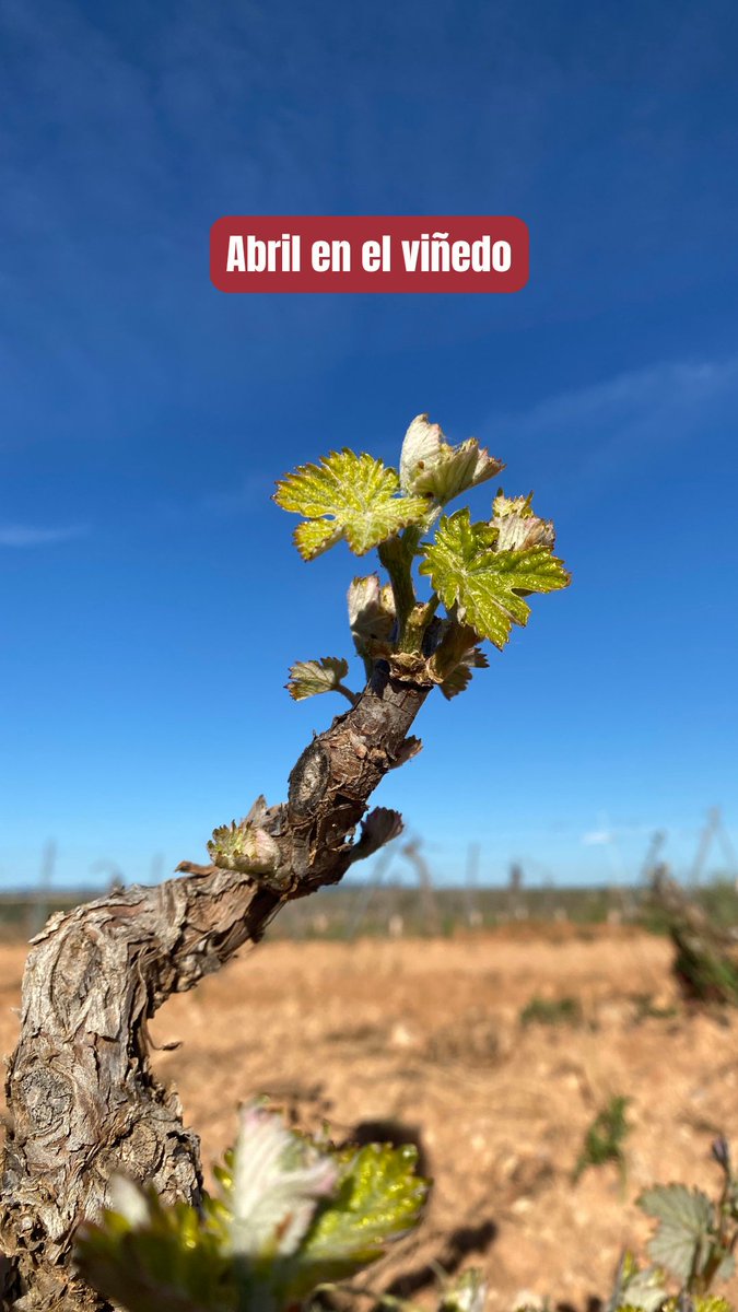 VinosCLM MEDIA tweet media
