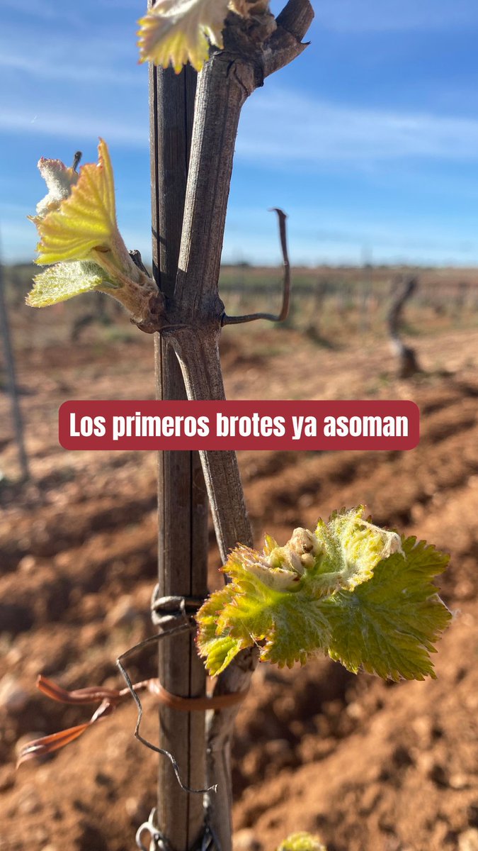 VinosCLM MEDIA tweet media