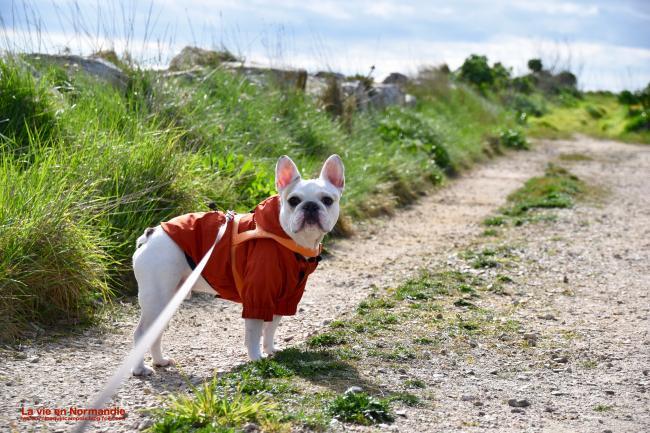 ninoennormandie's tweet photo. テオ　：　「朝んぽだよ」

晴れてるけど風が冷たいので、念のため、テオには薄手のコートを着せた

#犬の散歩
#テオ #フレンチブルドッグ #3歳 #犬のいる暮らし #フランス #わんこ #日々の暮らし #朝んぽ

#ブログ更新しました
『強風の１日』
https://t.co/oMrhojGAEs https://t.co/I7hwEuX0J3