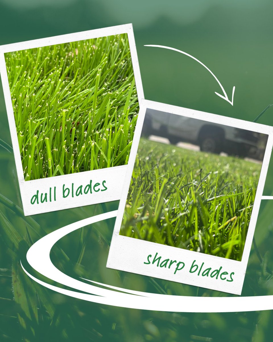 Greenswardturf's tweet image. Dull blades tear the grass instead of cutting it cleanly, which can leave your lawn looking rough and more prone to stress and disease. Keeping blades sharp helps promote cleaner cuts, better color, and overall healthier turf.

#KeepItGreen 🌱
greenswardsolutions.com