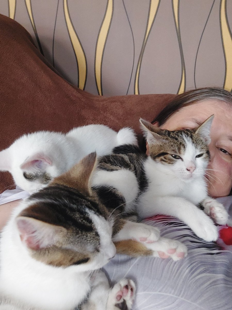 Liam,Noel & Gem - The Rescue Kittens tweet media