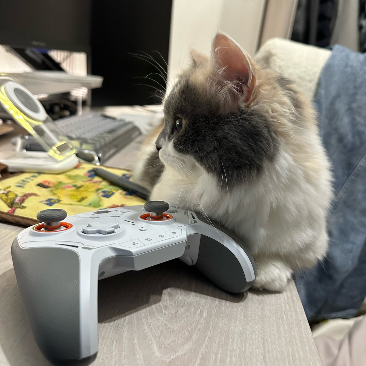 米米玄米 tweet media