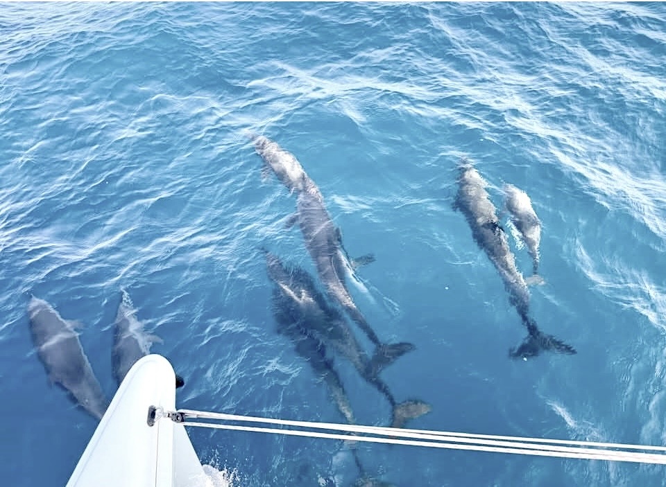 rollingharbour's tweet photo. NATIONAL DOLPHIN DAY - April 14 https://t.co/ccTE7iYeD2