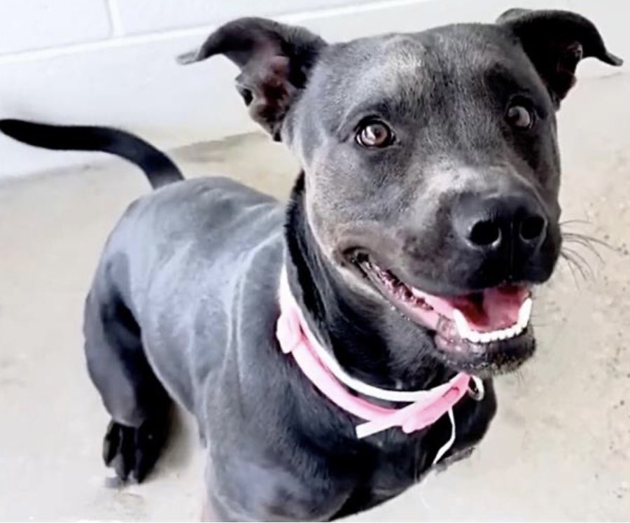 @PawsnTails4TX 🇺🇸🇺🇸🐾🐾 tweet media