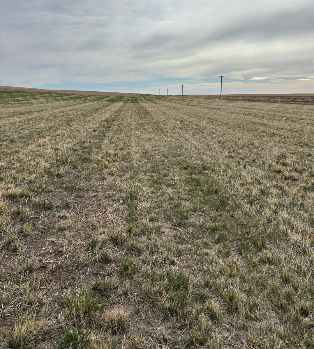 Cronk_Ag's tweet image. Project “Quit Pissing Around”: Saltlander grass seeded here Spring ‘24. This end of the field only grew #Kochia and #FoxtailBarley &amp;amp; was where drills &amp;amp;/or sprayer inevitably got stuck. No more!