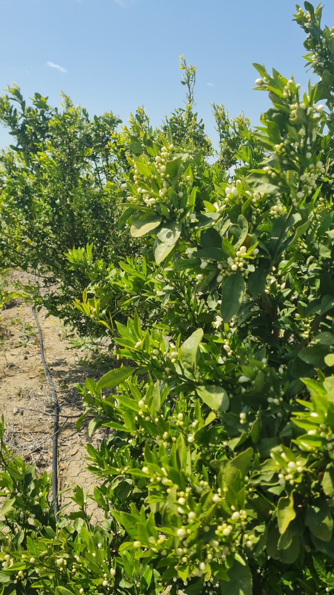 Sercan36072990's tweet image. #Tarım #narenciye #Citrus #adana 
#portakalciceğifestivali
