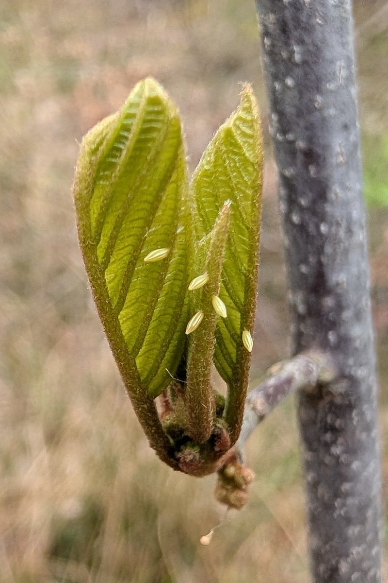 Simon Rose tweet media