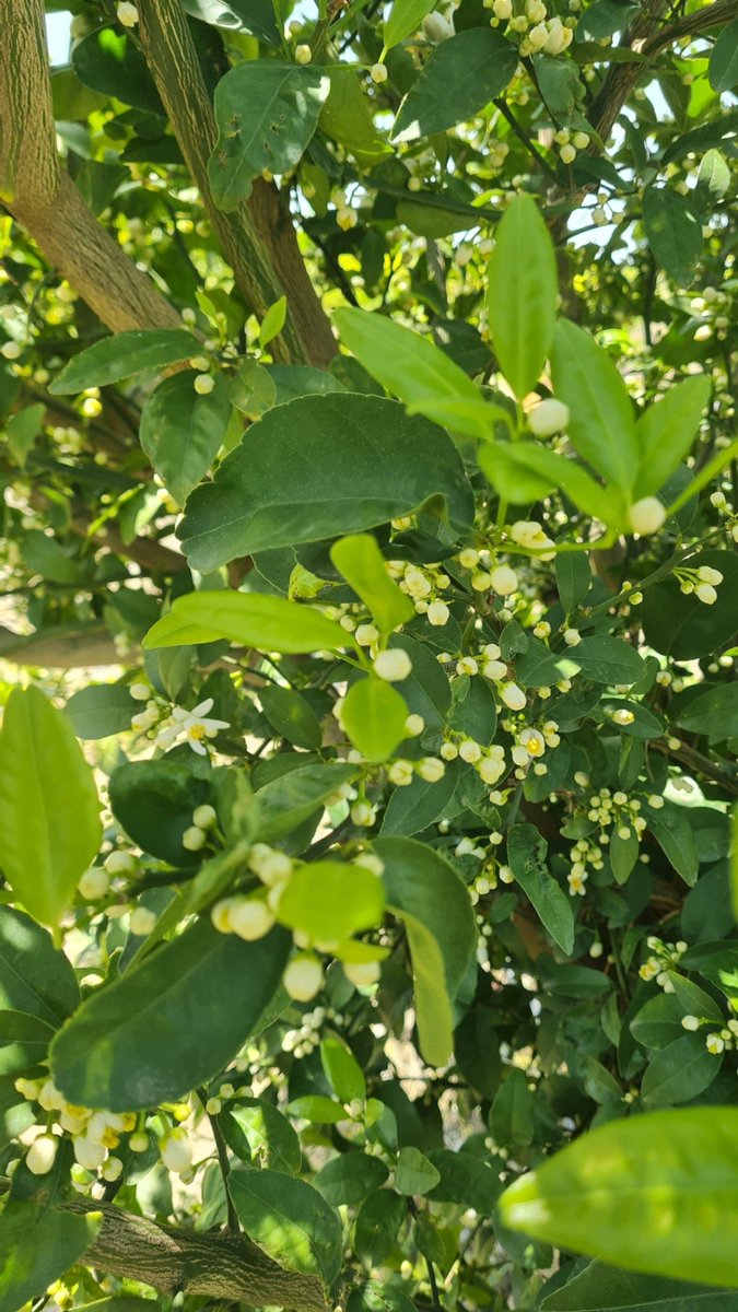 Sercan36072990's tweet image. #Tarım #narenciye #Citrus #adana 
#portakalciceğifestivali