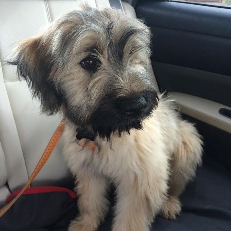 mooshlou's tweet image. my exes to lovers fic (so far) out of context!! 😽😽