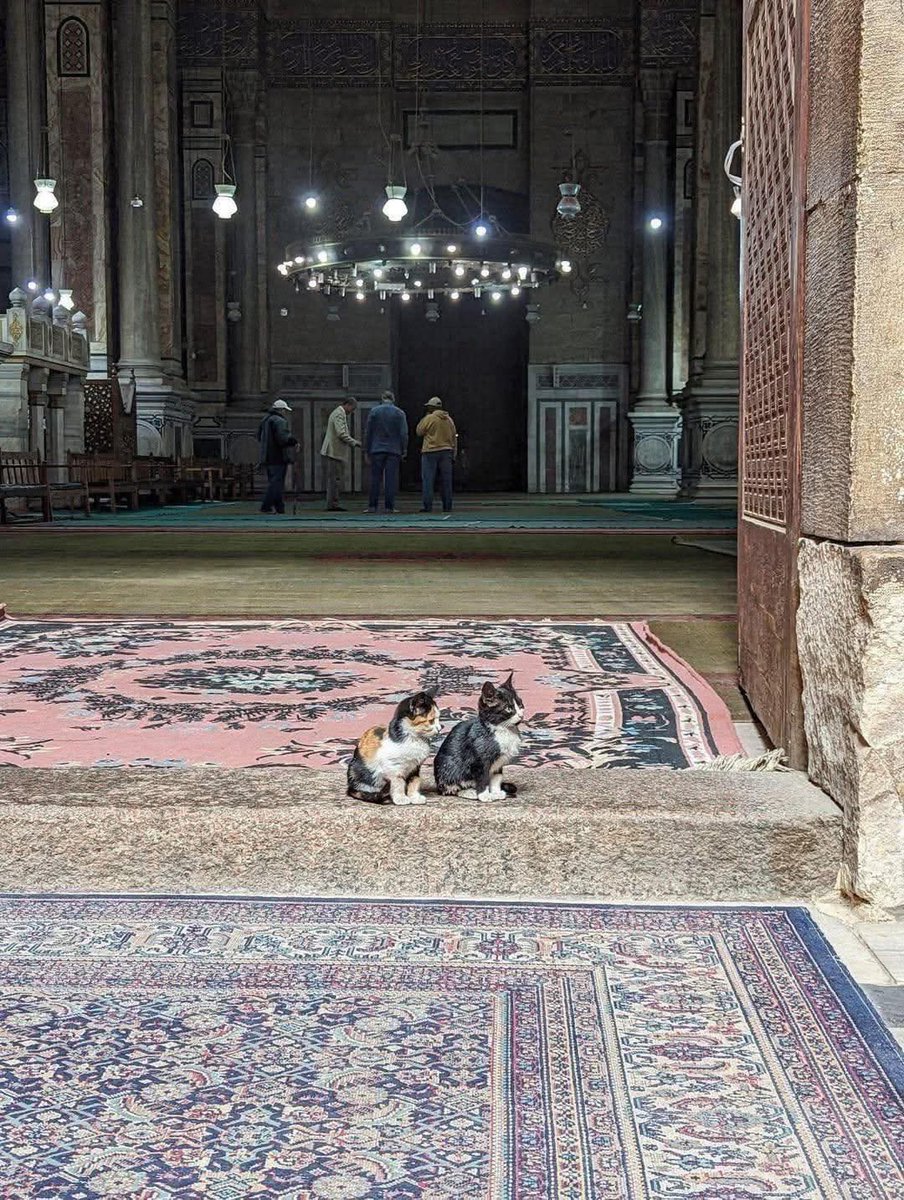 Griffin. tweet media