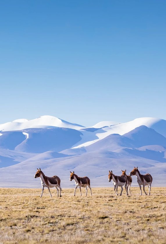 ぴょん tweet media