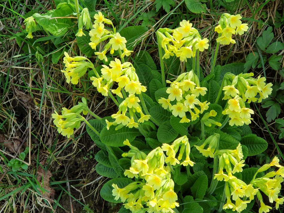 Günter Schmidt tweet media