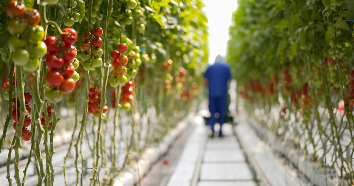 Red Sun Farms tweet media
