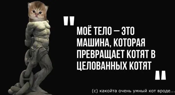 cats, i love cats (@catsilcats) on Twitter photo 
