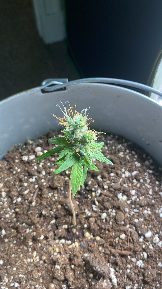 Terpulater tweet media