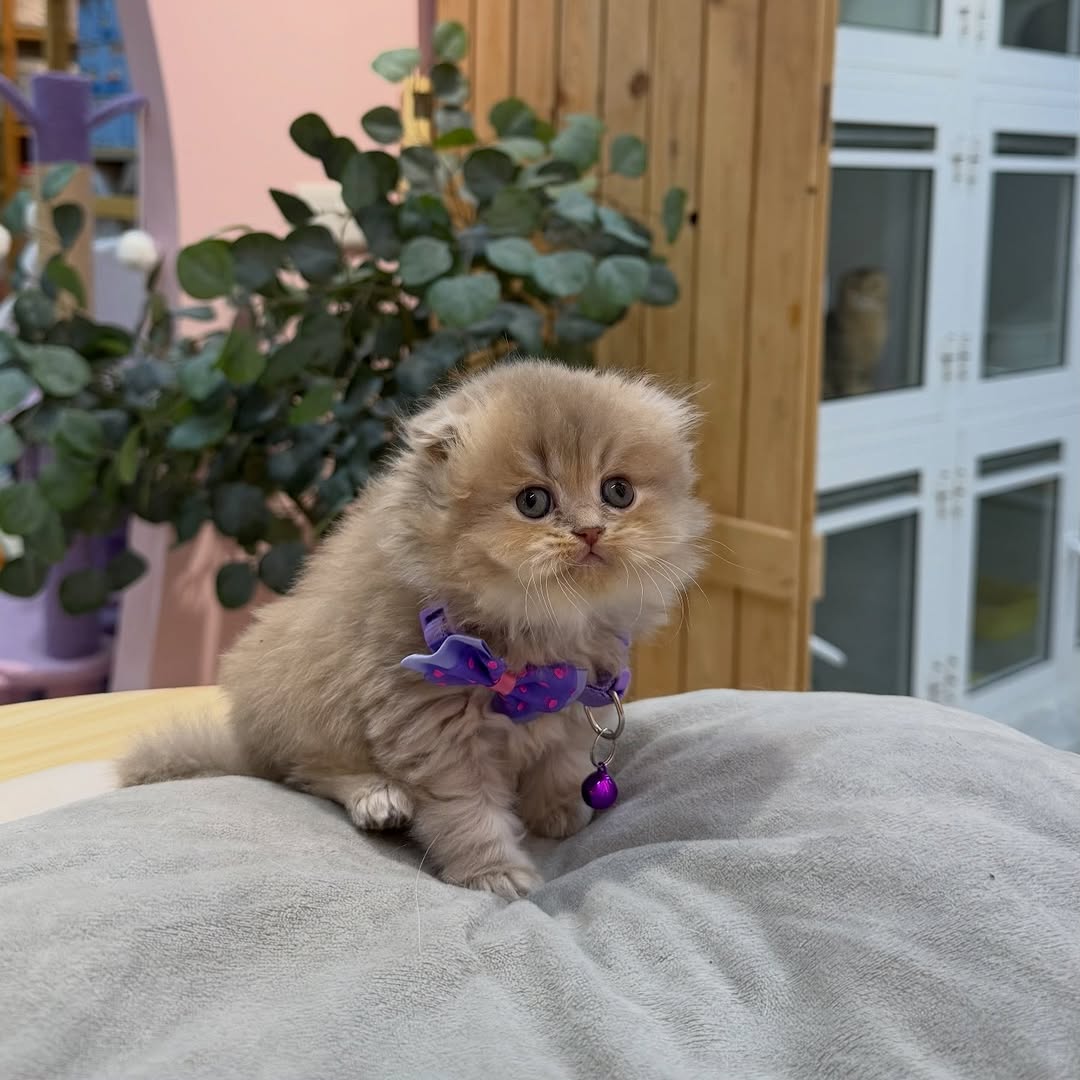CAT'S 🐈 tweet media