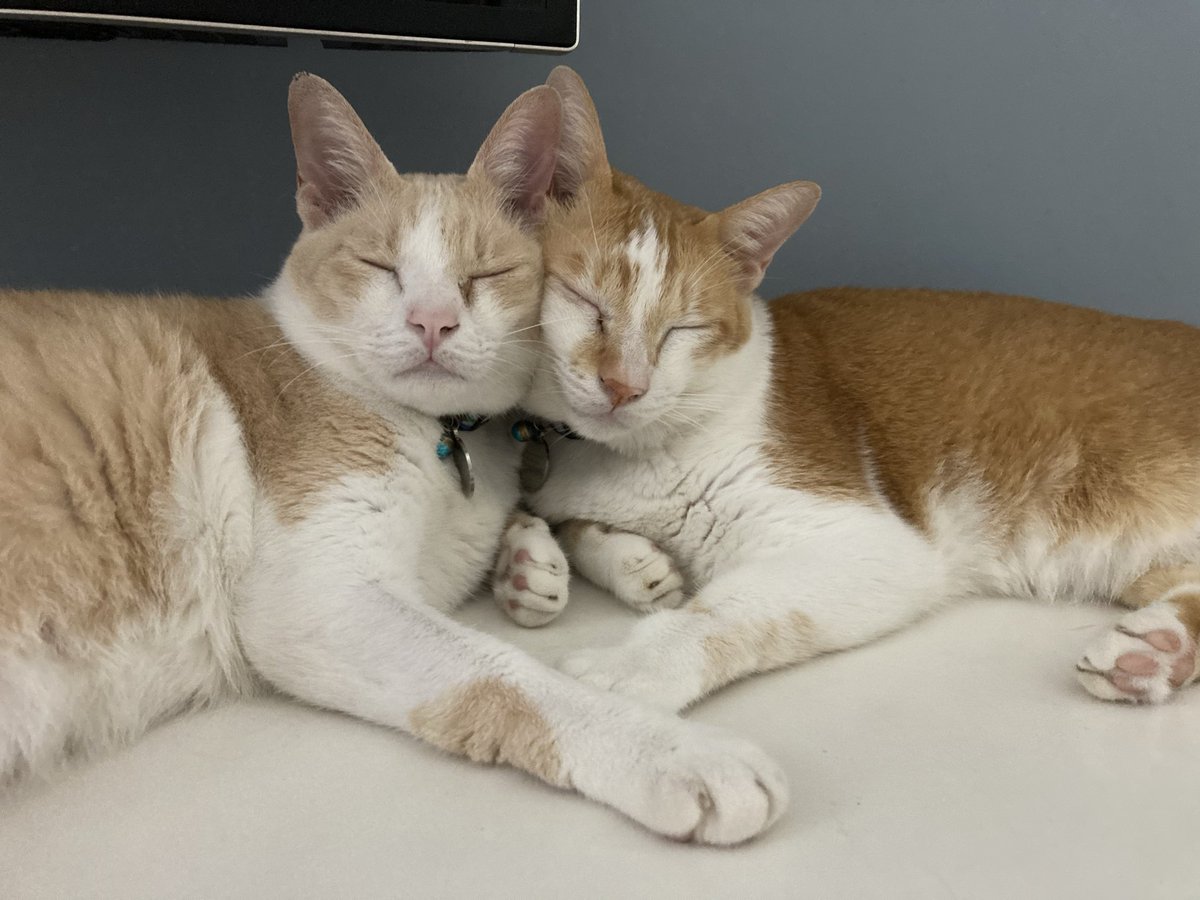 Tarojiro tweet media