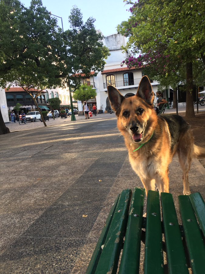 hace mucho que no sentía tanto dolor en mi corazón gracias por estos 16 años de amor cachorro ojalá exista algun cielo para volvernos a ver.. te amo