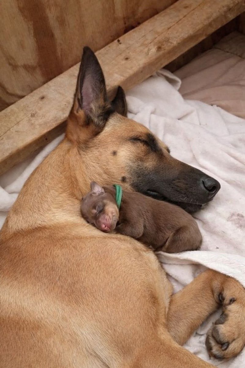 malinois_Lovers tweet media