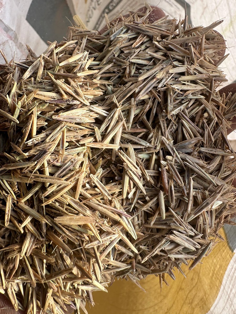 Pasture Genetics tweet media