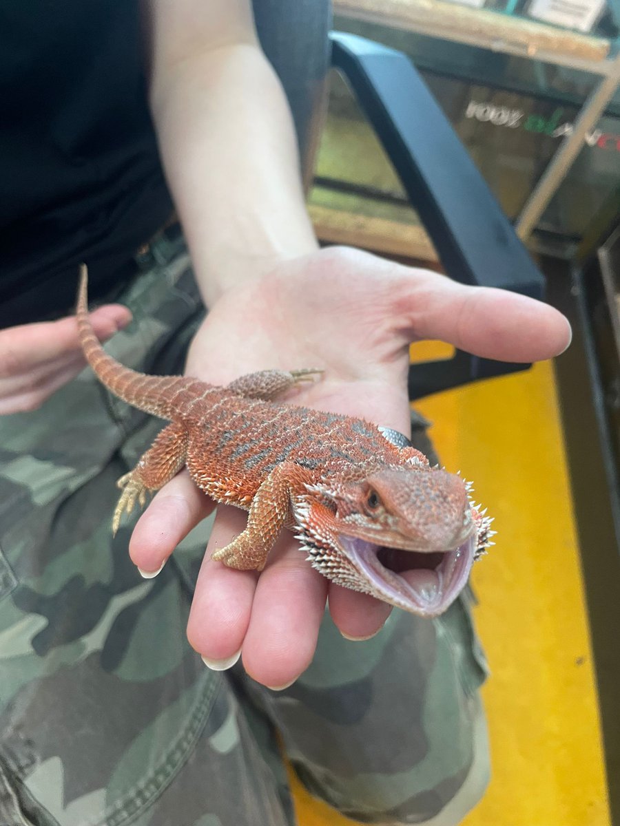 Stichting Dierenhulpdienst NL / Reptielenopvang tweet media
