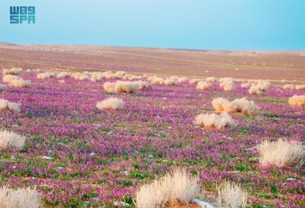 صحيفة الإخبارية 24 tweet media