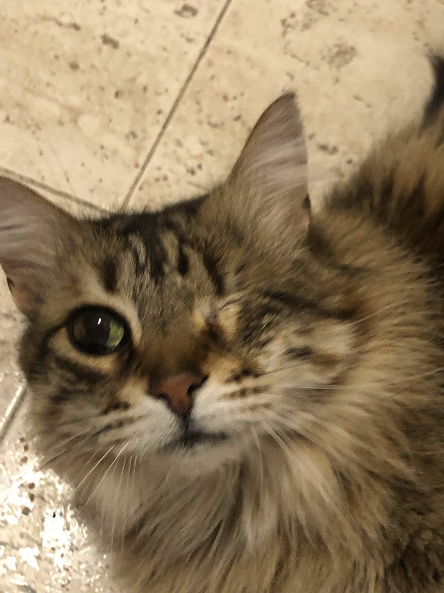 SOS Abuelos tweet media