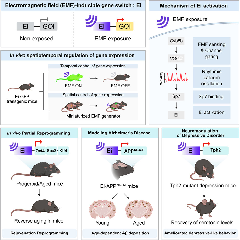 mlimbackstokin's tweet photo. Really amazing new paper by Kim and colleagues in Cell today describes a protein Cyb5b that acts as an electromagnetic field sensor allowing remote control EMF-inducible gene switches... This opens up all kinds of exciting possibilities for biotechnology https://t.co/oXu2UPV9Jz