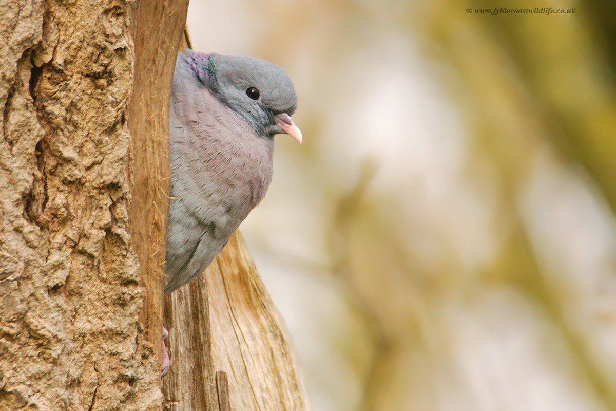 FyldeWildlife's tweet image. Stock Dove checking out a potential nest site, a recently returned male Blackcap and it was good to see the two young Great Crested Grebes are still doing well. All photographed at #StanleyPark #Blackpool yesterday.