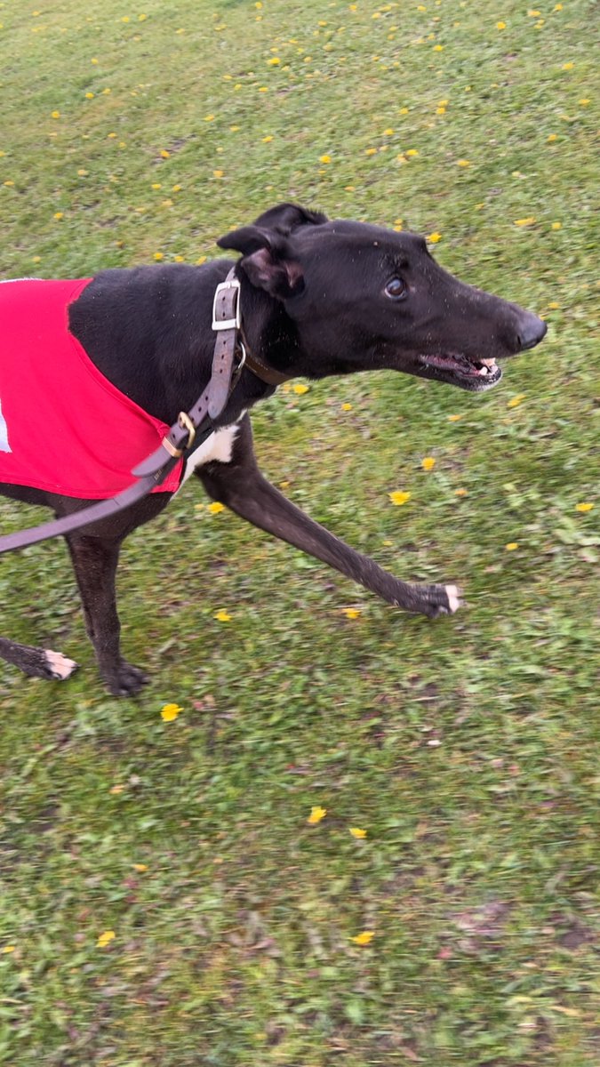 Trio Kennels tweet media