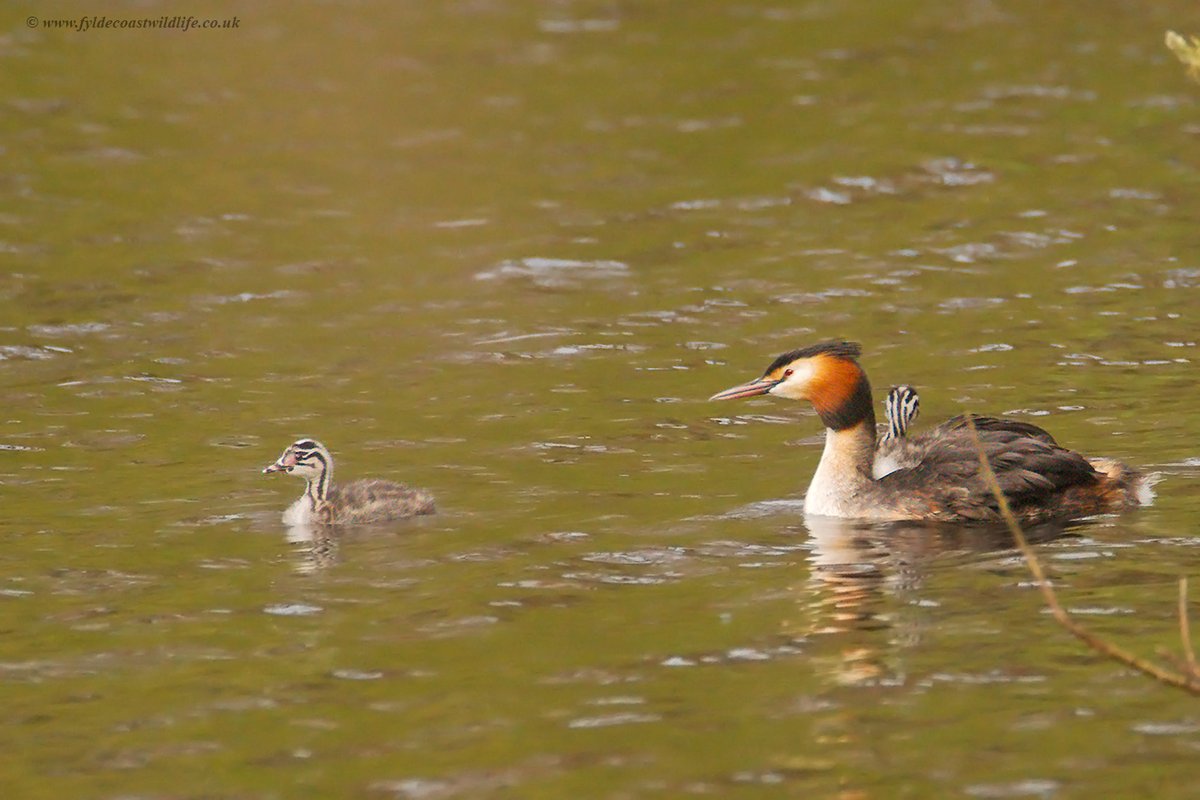 FyldeWildlife's tweet image. Stock Dove checking out a potential nest site, a recently returned male Blackcap and it was good to see the two young Great Crested Grebes are still doing well. All photographed at #StanleyPark #Blackpool yesterday.