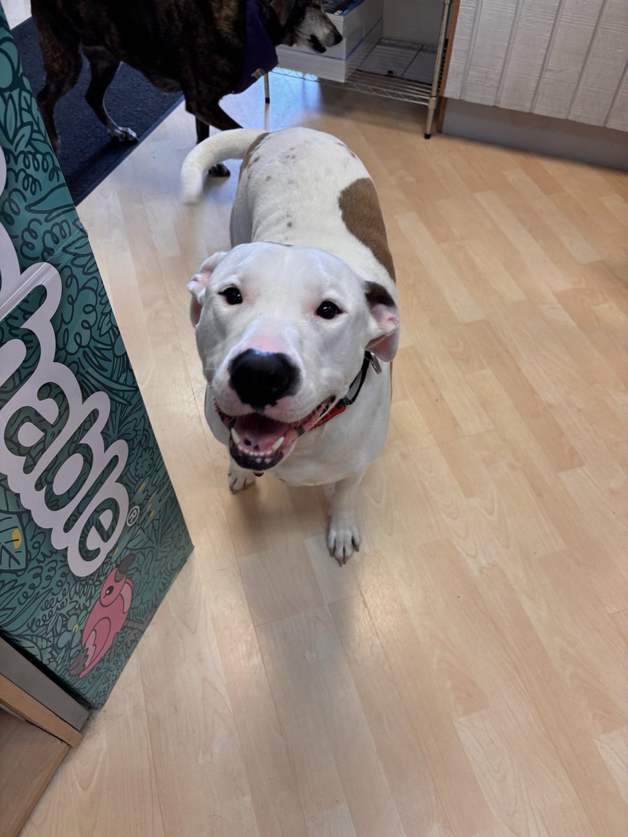 Pittsburgh Comics tweet media