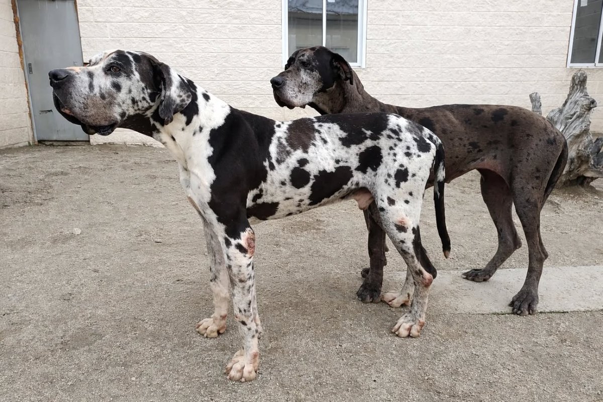 SOS Abuelos tweet media