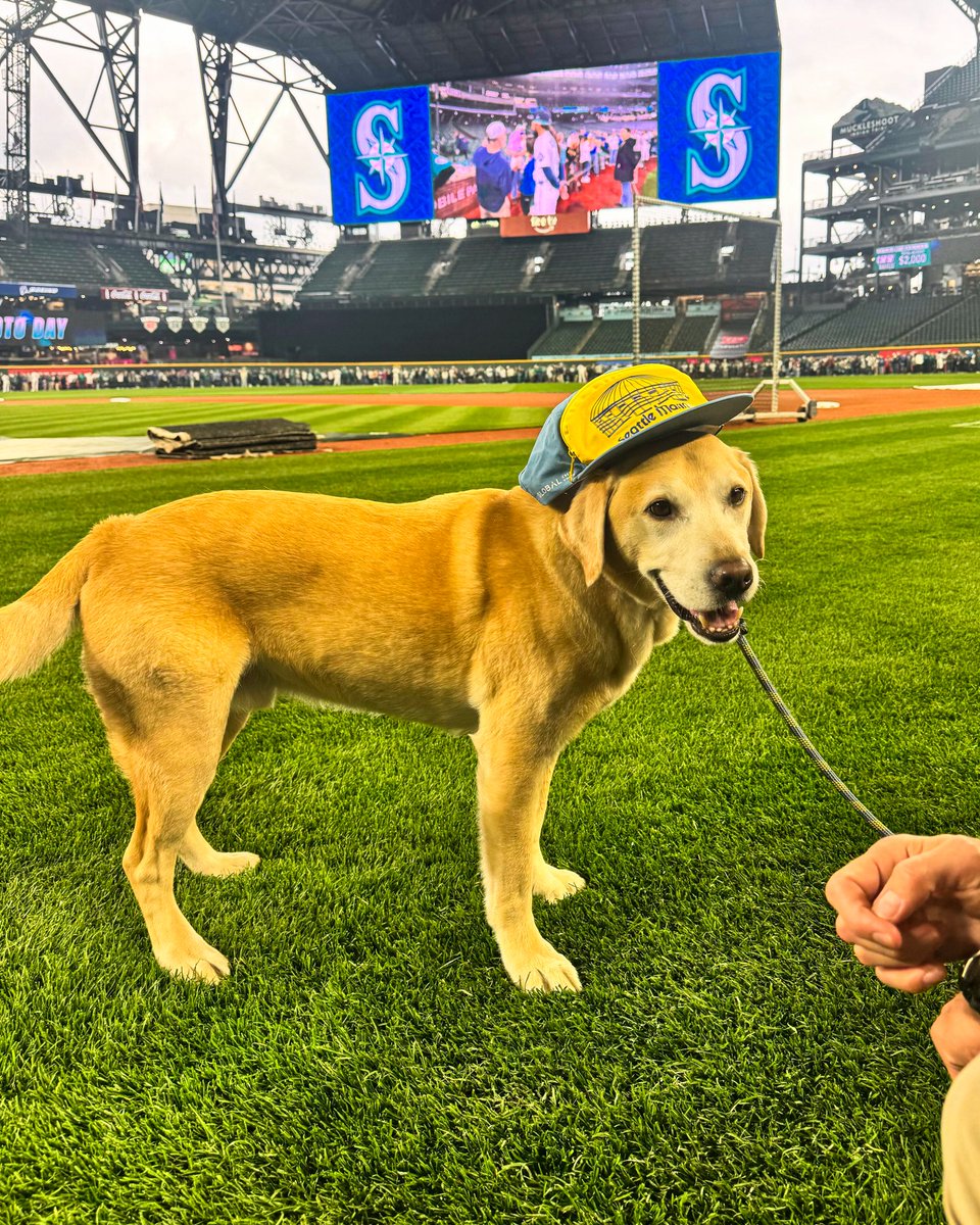 Tucker the Mariners Pup tweet media
