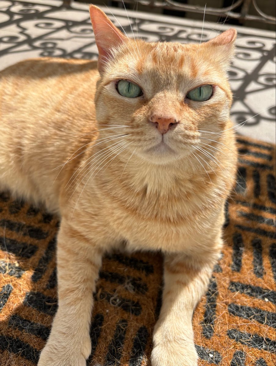 Cat Town tweet media