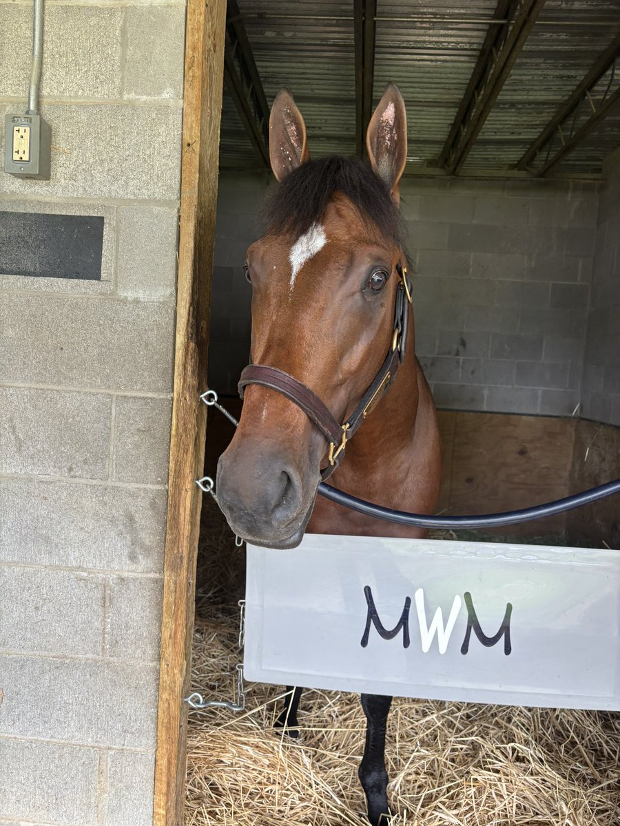 3coltshandicap's tweet photo. Preakness and Haskell winner JOURNALISM went to the track early this morning and is “feeling fresh and training the right way,” according to his exercise rider Mark Witkowsi. 

Here’s Journalism after training taking in all the sights and sounds from @OaklawnRacing. https://t.co/eqAvW3iWqN
