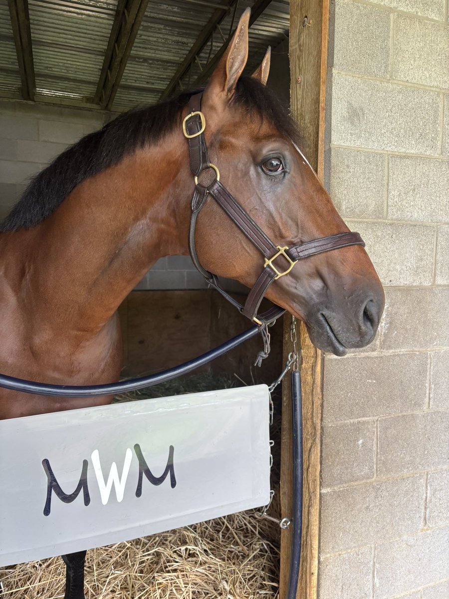 3coltshandicap's tweet photo. Preakness and Haskell winner JOURNALISM went to the track early this morning and is “feeling fresh and training the right way,” according to his exercise rider Mark Witkowsi. 

Here’s Journalism after training taking in all the sights and sounds from @OaklawnRacing. https://t.co/eqAvW3iWqN