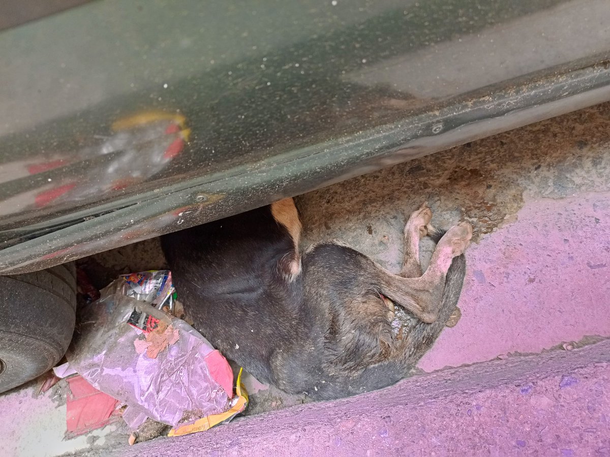 PerroUsuario Wof '•' tweet media