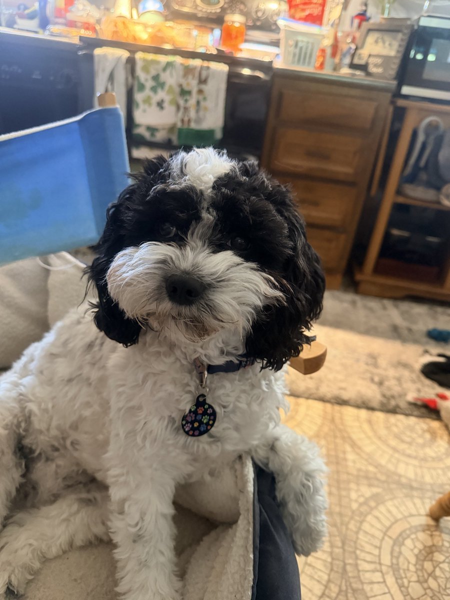 So Lola got chased by a German Shepherd on Sunday, it didn’t get her, but Lola managed to dislocate her knee cap, the orthopedic vet said that is a common problem in Cavaliers, so it is going to be surgery to the tune of about 5k - uggh, my poor baby girl 😞🐶❣️