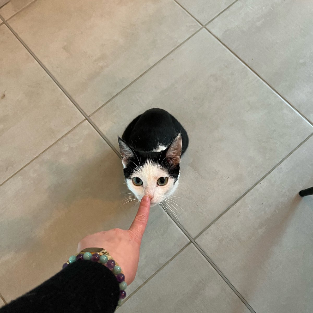 bijou meringue tweet media